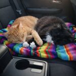 Entrano al rifugio per adottare un solo gatto, poi scelgono Milo e Nova perché inseparabili