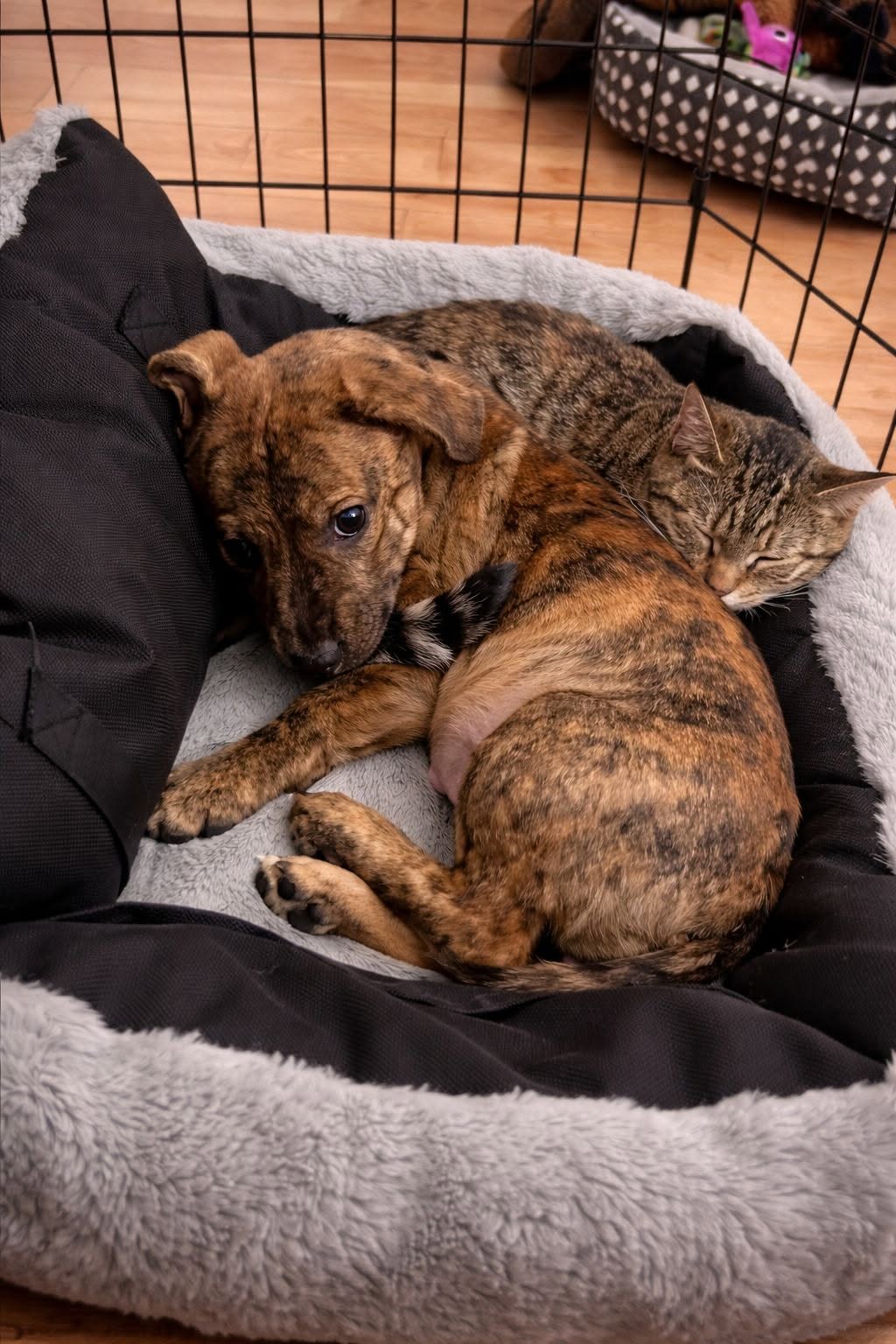 Una cucciola timida, rimasta in disparte al rifugio, ha trovato una nuova casa e un inatteso compagno nel gatto di famiglia.
