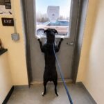 Cane lasciato al rifugio aspetta davanti alla porta il ritorno del suo proprietario