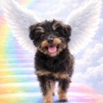 Pepe muore dopo una caduta di quattro metri, il cane aveva solo cercato una carezza