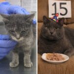 Nebbia dato per spacciato da cucciolo compie 15 anni dopo una vita salvata contro ogni previsione