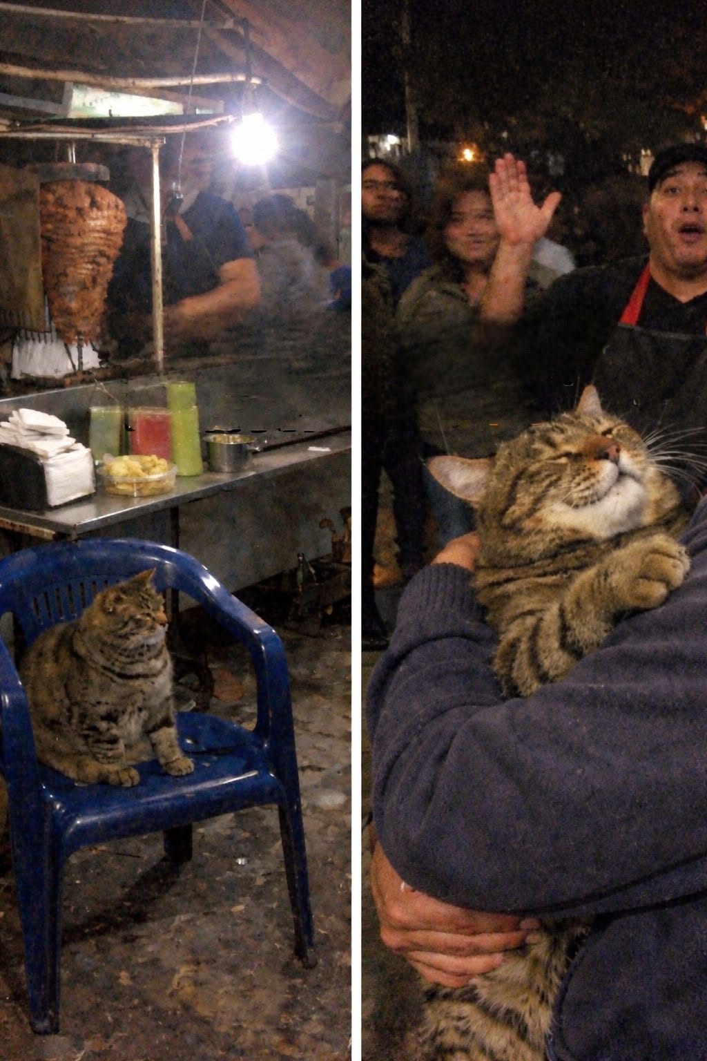 Gordo era scomparso da una finestra tre anni prima: è stato riconosciuto in un chiosco di tacos a pochi isolati da casa.