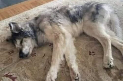 Chester adottato a 17 anni, doveva vivere poche settimane: oggi ne ha 22 Chester, cane anziano adottato con gravi problemi di salute, ha superato cure e interventi: oggi vive felice a 22 anni. Quando Chester è stato adottato aveva già 17 anni e una cartella clinica pesante. Era un cane anziano, fragile, con diversi problemi di salute e una prognosi che lasciava poco spazio all’ottimismo. Il veterinario aveva parlato con chiarezza: forse avrebbe vissuto ancora una settimana, al massimo due. Le condizioni erano serie. Una grave infezione alla bocca, la positività alla filariosi, un soffio al cuore e altri disturbi rendevano il quadro complicato. Per molti sarebbe stato un cane da accompagnare negli ultimi giorni, senza grandi aspettative. Per chi lo ha accolto, invece, Chester non era soltanto un animale malato. Era un vecchio cane con ancora voglia di restare. Chester adottato anziano e dato quasi per spacciato L’adozione di un cane di 17 anni porta con sé responsabilità diverse rispetto a quella di un cucciolo. Non ci sono promesse facili, né la certezza di avere davanti molto tempo. Nel caso di Chester, il tempo sembrava addirittura quasi finito. Eppure, fin dai primi giorni, qualcosa nel suo atteggiamento ha cambiato il modo di guardare alla sua storia. Nonostante le cure, la stanchezza e le difficoltà, Chester mostrava ancora una presenza viva. Nei suoi occhi, racconta chi lo ha adottato, c’era una piccola scintilla, come se non fosse pronto ad arrendersi. Da lì è iniziato un percorso lungo e impegnativo. Non una guarigione immediata, ma una serie di tentativi, controlli, interventi e attenzioni quotidiane. Ogni passo è stato affrontato senza dare per scontato il risultato successivo. Interventi, cure e una ripresa inattesa Nei mesi seguenti Chester ha affrontato diversi interventi chirurgici e terapie. La bocca, il cuore, la filariosi e le altre fragilità hanno richiesto tempo, pazienza e un’assistenza costante. Il suo corpo era quello di un cane anziano, ma la risposta alle cure ha mostrato una resistenza che nessuno, all’inizio, avrebbe potuto prevedere. La sua storia non è diventata semplice da un giorno all’altro. Ci sono stati controlli, momenti delicati e decisioni da prendere. Ma ogni volta Chester ha continuato a reagire. Piano piano, quel cane considerato vicino alla fine ha iniziato a recuperare energie, stabilità e serenità. Oggi Chester ha 22 anni. Ha festeggiato il compleanno il 17 ottobre e, secondo chi vive con lui, è in salute, felice e ancora capace di mostrare quel sorriso che lo ha accompagnato nei momenti più difficili. Il valore di una scelta fatta fino in fondo La storia di Chester racconta cosa può accadere quando un cane anziano non viene giudicato solo dalla sua età o dalla lista delle diagnosi. A 17 anni sembrava non avere quasi più tempo. Cinque anni dopo, è ancora qui. Non tutti i percorsi finiscono allo stesso modo e non sempre le cure possono cambiare una prognosi difficile. Ma nel caso di Chester, l’adozione ha significato offrirgli una possibilità reale, senza fermarsi davanti alla fragilità iniziale. Oggi è un cane anziano, ma non definito soltanto dalla vecchiaia. È un sopravvissuto, un compagno seguito con attenzione e un esempio concreto di quanto possa contare la scelta di restare accanto a chi sembra avere ormai poco davanti.