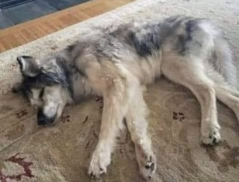 Chester adottato a 17 anni, doveva vivere poche settimane: oggi ne ha 22 Chester, cane anziano adottato con gravi problemi di salute, ha superato cure e interventi: oggi vive felice a 22 anni. Quando Chester è stato adottato aveva già 17 anni e una cartella clinica pesante. Era un cane anziano, fragile, con diversi problemi di salute e una prognosi che lasciava poco spazio all’ottimismo. Il veterinario aveva parlato con chiarezza: forse avrebbe vissuto ancora una settimana, al massimo due. Le condizioni erano serie. Una grave infezione alla bocca, la positività alla filariosi, un soffio al cuore e altri disturbi rendevano il quadro complicato. Per molti sarebbe stato un cane da accompagnare negli ultimi giorni, senza grandi aspettative. Per chi lo ha accolto, invece, Chester non era soltanto un animale malato. Era un vecchio cane con ancora voglia di restare. Chester adottato anziano e dato quasi per spacciato L’adozione di un cane di 17 anni porta con sé responsabilità diverse rispetto a quella di un cucciolo. Non ci sono promesse facili, né la certezza di avere davanti molto tempo. Nel caso di Chester, il tempo sembrava addirittura quasi finito. Eppure, fin dai primi giorni, qualcosa nel suo atteggiamento ha cambiato il modo di guardare alla sua storia. Nonostante le cure, la stanchezza e le difficoltà, Chester mostrava ancora una presenza viva. Nei suoi occhi, racconta chi lo ha adottato, c’era una piccola scintilla, come se non fosse pronto ad arrendersi. Da lì è iniziato un percorso lungo e impegnativo. Non una guarigione immediata, ma una serie di tentativi, controlli, interventi e attenzioni quotidiane. Ogni passo è stato affrontato senza dare per scontato il risultato successivo. Interventi, cure e una ripresa inattesa Nei mesi seguenti Chester ha affrontato diversi interventi chirurgici e terapie. La bocca, il cuore, la filariosi e le altre fragilità hanno richiesto tempo, pazienza e un’assistenza costante. Il suo corpo era quello di un cane anziano, ma la risposta alle cure ha mostrato una resistenza che nessuno, all’inizio, avrebbe potuto prevedere. La sua storia non è diventata semplice da un giorno all’altro. Ci sono stati controlli, momenti delicati e decisioni da prendere. Ma ogni volta Chester ha continuato a reagire. Piano piano, quel cane considerato vicino alla fine ha iniziato a recuperare energie, stabilità e serenità. Oggi Chester ha 22 anni. Ha festeggiato il compleanno il 17 ottobre e, secondo chi vive con lui, è in salute, felice e ancora capace di mostrare quel sorriso che lo ha accompagnato nei momenti più difficili. Il valore di una scelta fatta fino in fondo La storia di Chester racconta cosa può accadere quando un cane anziano non viene giudicato solo dalla sua età o dalla lista delle diagnosi. A 17 anni sembrava non avere quasi più tempo. Cinque anni dopo, è ancora qui. Non tutti i percorsi finiscono allo stesso modo e non sempre le cure possono cambiare una prognosi difficile. Ma nel caso di Chester, l’adozione ha significato offrirgli una possibilità reale, senza fermarsi davanti alla fragilità iniziale. Oggi è un cane anziano, ma non definito soltanto dalla vecchiaia. È un sopravvissuto, un compagno seguito con attenzione e un esempio concreto di quanto possa contare la scelta di restare accanto a chi sembra avere ormai poco davanti.