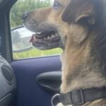 Jack trovato su una strada isolata: era senza microchip, oggi ha una nuova famiglia