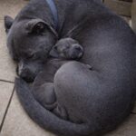 Pitbull salvata dalla strada accoglie un cucciolo trovato solo e lo protegge come fosse suo