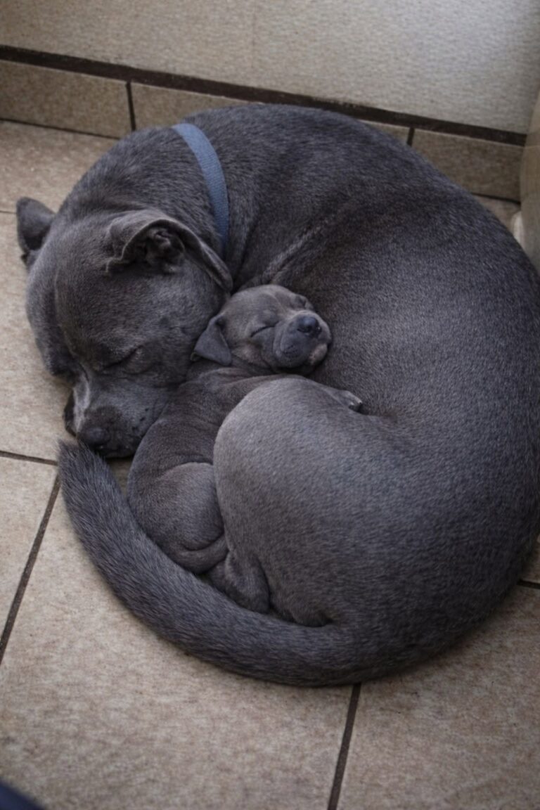 Una pitbull adottata dopo il ritrovamento in strada ha accolto un cucciolo abbandonato, restando sempre accanto a lui.