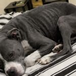 Pitbull abbandonato dall’auto e trovato denutrito: ora è al sicuro