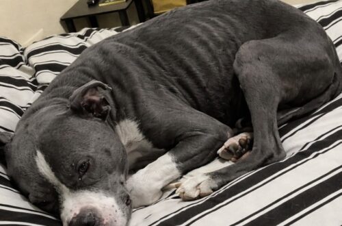 Pitbull abbandonato dall’auto e trovato denutrito: ora è al sicuro Un pitbull blu-grigio è stato recuperato dopo l’abbandono: era magrissimo, assetato e con cicatrici sul corpo. Lo hanno lasciato sul posto dopo aver aperto la portiera dell’auto. Il cane è rimasto fermo, disorientato, a guardare la macchina allontanarsi. Quando è stato trovato, le sue condizioni hanno raccontato subito una storia difficile: era un pitbull blu-grigio estremamente magro, con costole e anche ben visibili sotto la pelle, chiazze senza pelo sul dorso e cicatrici compatibili con un passato di sofferenza. Il recupero è avvenuto nella serata di ieri. Il cane, una volta messo al sicuro, ha mostrato i segni evidenti della fame e della sete. Ha mangiato con grande rapidità e ha bevuto un’intera ciotola d’acqua senza fermarsi, come accade spesso agli animali che hanno trascorso troppo tempo senza cure regolari. Pitbull abbandonato e trovato in condizioni critiche Il corpo del cane presentava una magrezza marcata. Le ossa sporgevano in modo netto, mentre il mantello mostrava zone rovinate e parti prive di pelo. Sul dorso erano visibili anche cicatrici, elementi che fanno pensare a una vita precedente segnata da trascuratezza o da condizioni molto dure. Nonostante lo stato fisico, il pitbull non ha reagito con aggressività. Dopo il primo momento di smarrimento, ha accettato il contatto con chi lo aveva soccorso. Ha scodinzolato, ha leccato le mani e si è avvicinato senza mostrare rabbia. Un comportamento che ha colpito chi lo ha accolto, soprattutto considerando le condizioni in cui era stato lasciato. Il veterinario, al momento del recupero, non era disponibile. Le verifiche cliniche dovranno quindi essere effettuate nelle prossime ore, quando sarà possibile valutare con precisione il suo stato di salute, le cause delle lesioni cutanee, il livello di denutrizione e l’eventuale presenza di altre patologie. La prima notte al caldo dopo l’abbandono Per ora, la priorità è stata garantirgli un posto sicuro. Il cane ha ricevuto cibo, acqua e un letto morbido su cui riposare. Dopo essere stato trovato solo e in condizioni precarie, ha potuto trascorrere la notte al caldo, lontano dalla strada e dai rischi immediati. Le sue condizioni restano da approfondire. Serviranno controlli, cure e probabilmente un percorso di recupero graduale. Ma il primo passo è già stato compiuto: non è più solo, non è più esposto al freddo e non deve più cercare cibo o acqua da sé. L’immagine più forte resta quella del suo comportamento dopo il salvataggio. Pur essendo stato abbandonato e visibilmente provato, il pitbull ha cercato il contatto umano. Ha risposto con fiducia, come se aspettasse ancora una possibilità diversa da quella che aveva conosciuto fino a quel momento.