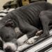 Pitbull abbandonato dall’auto e trovato denutrito: ora è al sicuro Un pitbull blu-grigio è stato recuperato dopo l’abbandono: era magrissimo, assetato e con cicatrici sul corpo. Lo hanno lasciato sul posto dopo aver aperto la portiera dell’auto. Il cane è rimasto fermo, disorientato, a guardare la macchina allontanarsi. Quando è stato trovato, le sue condizioni hanno raccontato subito una storia difficile: era un pitbull blu-grigio estremamente magro, con costole e anche ben visibili sotto la pelle, chiazze senza pelo sul dorso e cicatrici compatibili con un passato di sofferenza. Il recupero è avvenuto nella serata di ieri. Il cane, una volta messo al sicuro, ha mostrato i segni evidenti della fame e della sete. Ha mangiato con grande rapidità e ha bevuto un’intera ciotola d’acqua senza fermarsi, come accade spesso agli animali che hanno trascorso troppo tempo senza cure regolari. Pitbull abbandonato e trovato in condizioni critiche Il corpo del cane presentava una magrezza marcata. Le ossa sporgevano in modo netto, mentre il mantello mostrava zone rovinate e parti prive di pelo. Sul dorso erano visibili anche cicatrici, elementi che fanno pensare a una vita precedente segnata da trascuratezza o da condizioni molto dure. Nonostante lo stato fisico, il pitbull non ha reagito con aggressività. Dopo il primo momento di smarrimento, ha accettato il contatto con chi lo aveva soccorso. Ha scodinzolato, ha leccato le mani e si è avvicinato senza mostrare rabbia. Un comportamento che ha colpito chi lo ha accolto, soprattutto considerando le condizioni in cui era stato lasciato. Il veterinario, al momento del recupero, non era disponibile. Le verifiche cliniche dovranno quindi essere effettuate nelle prossime ore, quando sarà possibile valutare con precisione il suo stato di salute, le cause delle lesioni cutanee, il livello di denutrizione e l’eventuale presenza di altre patologie. La prima notte al caldo dopo l’abbandono Per ora, la priorità è stata garantirgli un posto sicuro. Il cane ha ricevuto cibo, acqua e un letto morbido su cui riposare. Dopo essere stato trovato solo e in condizioni precarie, ha potuto trascorrere la notte al caldo, lontano dalla strada e dai rischi immediati. Le sue condizioni restano da approfondire. Serviranno controlli, cure e probabilmente un percorso di recupero graduale. Ma il primo passo è già stato compiuto: non è più solo, non è più esposto al freddo e non deve più cercare cibo o acqua da sé. L’immagine più forte resta quella del suo comportamento dopo il salvataggio. Pur essendo stato abbandonato e visibilmente provato, il pitbull ha cercato il contatto umano. Ha risposto con fiducia, come se aspettasse ancora una possibilità diversa da quella che aveva conosciuto fino a quel momento.