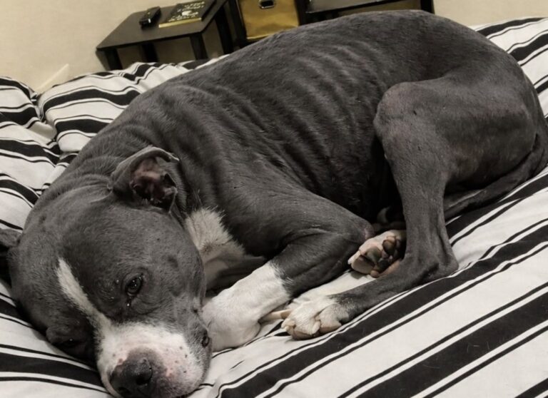 Pitbull abbandonato dall’auto e trovato denutrito: ora è al sicuro Un pitbull blu-grigio è stato recuperato dopo l’abbandono: era magrissimo, assetato e con cicatrici sul corpo. Lo hanno lasciato sul posto dopo aver aperto la portiera dell’auto. Il cane è rimasto fermo, disorientato, a guardare la macchina allontanarsi. Quando è stato trovato, le sue condizioni hanno raccontato subito una storia difficile: era un pitbull blu-grigio estremamente magro, con costole e anche ben visibili sotto la pelle, chiazze senza pelo sul dorso e cicatrici compatibili con un passato di sofferenza. Il recupero è avvenuto nella serata di ieri. Il cane, una volta messo al sicuro, ha mostrato i segni evidenti della fame e della sete. Ha mangiato con grande rapidità e ha bevuto un’intera ciotola d’acqua senza fermarsi, come accade spesso agli animali che hanno trascorso troppo tempo senza cure regolari. Pitbull abbandonato e trovato in condizioni critiche Il corpo del cane presentava una magrezza marcata. Le ossa sporgevano in modo netto, mentre il mantello mostrava zone rovinate e parti prive di pelo. Sul dorso erano visibili anche cicatrici, elementi che fanno pensare a una vita precedente segnata da trascuratezza o da condizioni molto dure. Nonostante lo stato fisico, il pitbull non ha reagito con aggressività. Dopo il primo momento di smarrimento, ha accettato il contatto con chi lo aveva soccorso. Ha scodinzolato, ha leccato le mani e si è avvicinato senza mostrare rabbia. Un comportamento che ha colpito chi lo ha accolto, soprattutto considerando le condizioni in cui era stato lasciato. Il veterinario, al momento del recupero, non era disponibile. Le verifiche cliniche dovranno quindi essere effettuate nelle prossime ore, quando sarà possibile valutare con precisione il suo stato di salute, le cause delle lesioni cutanee, il livello di denutrizione e l’eventuale presenza di altre patologie. La prima notte al caldo dopo l’abbandono Per ora, la priorità è stata garantirgli un posto sicuro. Il cane ha ricevuto cibo, acqua e un letto morbido su cui riposare. Dopo essere stato trovato solo e in condizioni precarie, ha potuto trascorrere la notte al caldo, lontano dalla strada e dai rischi immediati. Le sue condizioni restano da approfondire. Serviranno controlli, cure e probabilmente un percorso di recupero graduale. Ma il primo passo è già stato compiuto: non è più solo, non è più esposto al freddo e non deve più cercare cibo o acqua da sé. L’immagine più forte resta quella del suo comportamento dopo il salvataggio. Pur essendo stato abbandonato e visibilmente provato, il pitbull ha cercato il contatto umano. Ha risposto con fiducia, come se aspettasse ancora una possibilità diversa da quella che aveva conosciuto fino a quel momento.