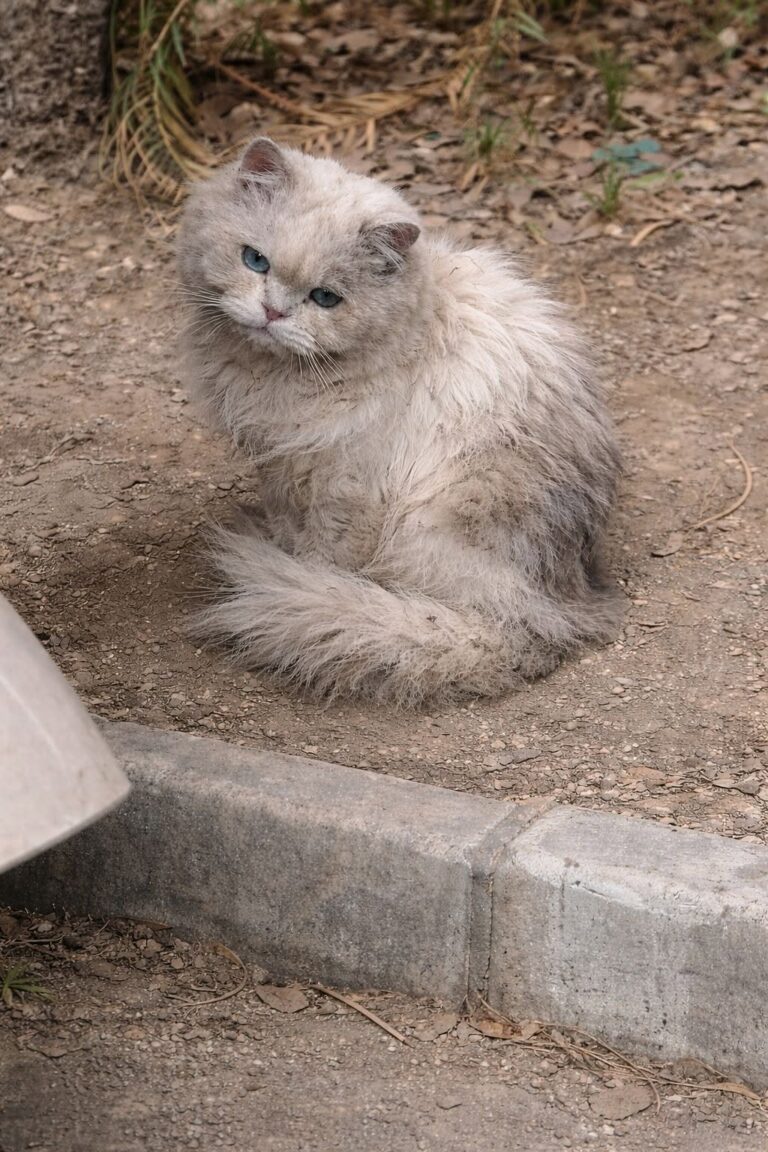 Un gatto con gravi problemi neurologici e infezioni è stato abbandonato quando le spese veterinarie sono diventate troppo alte.