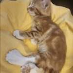 Paco, il gattino scartato per le zampe deformi trova finalmente una casa