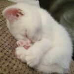 Gattino adottato da poche ore si addormenta al sicuro dopo giorni difficili