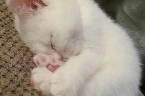Gattino adottato da poche ore si addormenta al sicuro dopo giorni difficili Dopo l’adozione, un gattino stremato ha mangiato qualcosa e si è lasciato andare a un sonno profondo nella nuova casa. È arrivato da poche ore nella sua nuova casa, ancora spaesato, con lo sguardo di chi non sa bene cosa aspettarsi. Ha mangiato un po’, ha osservato la persona che lo aveva appena accolto e poi, lentamente, si è lasciato andare. Il gattino si è addormentato in un sonno profondo, sereno, come se il suo piccolo corpo avesse aspettato a lungo quel momento. Chi lo ha adottato ha raccontato quei primi istanti con parole semplici: “L’ho adottato solo poche ore fa. Ha mangiato un po’, mi ha guardato con quegli occhi pieni d’incertezza… poi si è addormentato così. Un sonno profondo, sereno”. Una scena domestica, apparentemente ordinaria, che però racconta molto. Per un animale appena accolto, soprattutto dopo un periodo difficile, il primo riposo in un luogo sicuro può segnare l’inizio di una nuova fase. Non più allerta continua, non più freddo, non più solitudine. Gattino adottato, il primo sonno nella nuova casa Non si saprà mai con certezza quante notti quel gattino abbia trascorso fuori, esposto al freddo e senza un riparo stabile. Chi lo ha accolto può solo immaginare la fatica accumulata, la paura, la fame e l’assenza di una presenza capace di proteggerlo. “Era così stanco. Non sapremo mai davvero quante notti abbia passato fuori, da solo al freddo, senza alcun conforto”. Il suo comportamento nelle prime ore ha detto più di molte spiegazioni. Lo sguardo incerto, il bisogno di avvicinarsi con prudenza, poi il cedimento al sonno: piccoli segnali di un animale che comincia a percepire un ambiente diverso. Un posto caldo, una ciotola piena, una voce tranquilla. Per un gattino reduce da giorni difficili, sono già cambiamenti enormi. La nuova vita dopo l’adozione Quella sera, per lui, la paura ha iniziato a perdere spazio. Non doveva più cercare un angolo dove ripararsi, né restare sveglio per difendersi dal freddo o dai pericoli della strada. Poteva finalmente dormire. “Ma adesso è tutto finito. Questa sera dorme al sicuro. Dorme amato”. La nuova casa diventa così il primo vero confine tra ciò che è stato e ciò che potrà essere. La fiducia, per un gattino che ha conosciuto insicurezza, non arriva sempre subito. Ha bisogno di tempo, routine, gesti ripetuti e attenzioni costanti. Ma quel sonno profondo, arrivato poche ore dopo l’adozione, è già un segnale importante. Il piccolo ha trovato un luogo in cui abbassare le difese. Un posto dove il riposo non è più una pausa fragile, ma il primo passo verso una quotidianità fatta di cura e protezione. “Benvenuto a casa, piccolo cuore. Non dovrai più avere paura”.