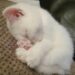 Gattino adottato da poche ore si addormenta al sicuro dopo giorni difficili Dopo l’adozione, un gattino stremato ha mangiato qualcosa e si è lasciato andare a un sonno profondo nella nuova casa. È arrivato da poche ore nella sua nuova casa, ancora spaesato, con lo sguardo di chi non sa bene cosa aspettarsi. Ha mangiato un po’, ha osservato la persona che lo aveva appena accolto e poi, lentamente, si è lasciato andare. Il gattino si è addormentato in un sonno profondo, sereno, come se il suo piccolo corpo avesse aspettato a lungo quel momento. Chi lo ha adottato ha raccontato quei primi istanti con parole semplici: “L’ho adottato solo poche ore fa. Ha mangiato un po’, mi ha guardato con quegli occhi pieni d’incertezza… poi si è addormentato così. Un sonno profondo, sereno”. Una scena domestica, apparentemente ordinaria, che però racconta molto. Per un animale appena accolto, soprattutto dopo un periodo difficile, il primo riposo in un luogo sicuro può segnare l’inizio di una nuova fase. Non più allerta continua, non più freddo, non più solitudine. Gattino adottato, il primo sonno nella nuova casa Non si saprà mai con certezza quante notti quel gattino abbia trascorso fuori, esposto al freddo e senza un riparo stabile. Chi lo ha accolto può solo immaginare la fatica accumulata, la paura, la fame e l’assenza di una presenza capace di proteggerlo. “Era così stanco. Non sapremo mai davvero quante notti abbia passato fuori, da solo al freddo, senza alcun conforto”. Il suo comportamento nelle prime ore ha detto più di molte spiegazioni. Lo sguardo incerto, il bisogno di avvicinarsi con prudenza, poi il cedimento al sonno: piccoli segnali di un animale che comincia a percepire un ambiente diverso. Un posto caldo, una ciotola piena, una voce tranquilla. Per un gattino reduce da giorni difficili, sono già cambiamenti enormi. La nuova vita dopo l’adozione Quella sera, per lui, la paura ha iniziato a perdere spazio. Non doveva più cercare un angolo dove ripararsi, né restare sveglio per difendersi dal freddo o dai pericoli della strada. Poteva finalmente dormire. “Ma adesso è tutto finito. Questa sera dorme al sicuro. Dorme amato”. La nuova casa diventa così il primo vero confine tra ciò che è stato e ciò che potrà essere. La fiducia, per un gattino che ha conosciuto insicurezza, non arriva sempre subito. Ha bisogno di tempo, routine, gesti ripetuti e attenzioni costanti. Ma quel sonno profondo, arrivato poche ore dopo l’adozione, è già un segnale importante. Il piccolo ha trovato un luogo in cui abbassare le difese. Un posto dove il riposo non è più una pausa fragile, ma il primo passo verso una quotidianità fatta di cura e protezione. “Benvenuto a casa, piccolo cuore. Non dovrai più avere paura”.