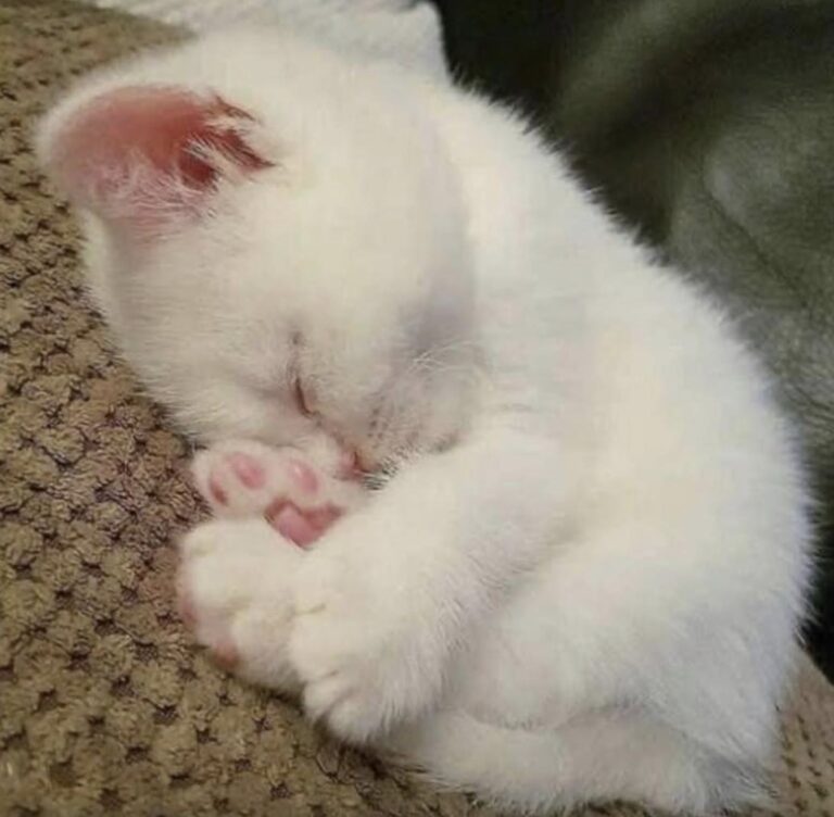 Gattino adottato da poche ore si addormenta al sicuro dopo giorni difficili Dopo l’adozione, un gattino stremato ha mangiato qualcosa e si è lasciato andare a un sonno profondo nella nuova casa. È arrivato da poche ore nella sua nuova casa, ancora spaesato, con lo sguardo di chi non sa bene cosa aspettarsi. Ha mangiato un po’, ha osservato la persona che lo aveva appena accolto e poi, lentamente, si è lasciato andare. Il gattino si è addormentato in un sonno profondo, sereno, come se il suo piccolo corpo avesse aspettato a lungo quel momento. Chi lo ha adottato ha raccontato quei primi istanti con parole semplici: “L’ho adottato solo poche ore fa. Ha mangiato un po’, mi ha guardato con quegli occhi pieni d’incertezza… poi si è addormentato così. Un sonno profondo, sereno”. Una scena domestica, apparentemente ordinaria, che però racconta molto. Per un animale appena accolto, soprattutto dopo un periodo difficile, il primo riposo in un luogo sicuro può segnare l’inizio di una nuova fase. Non più allerta continua, non più freddo, non più solitudine. Gattino adottato, il primo sonno nella nuova casa Non si saprà mai con certezza quante notti quel gattino abbia trascorso fuori, esposto al freddo e senza un riparo stabile. Chi lo ha accolto può solo immaginare la fatica accumulata, la paura, la fame e l’assenza di una presenza capace di proteggerlo. “Era così stanco. Non sapremo mai davvero quante notti abbia passato fuori, da solo al freddo, senza alcun conforto”. Il suo comportamento nelle prime ore ha detto più di molte spiegazioni. Lo sguardo incerto, il bisogno di avvicinarsi con prudenza, poi il cedimento al sonno: piccoli segnali di un animale che comincia a percepire un ambiente diverso. Un posto caldo, una ciotola piena, una voce tranquilla. Per un gattino reduce da giorni difficili, sono già cambiamenti enormi. La nuova vita dopo l’adozione Quella sera, per lui, la paura ha iniziato a perdere spazio. Non doveva più cercare un angolo dove ripararsi, né restare sveglio per difendersi dal freddo o dai pericoli della strada. Poteva finalmente dormire. “Ma adesso è tutto finito. Questa sera dorme al sicuro. Dorme amato”. La nuova casa diventa così il primo vero confine tra ciò che è stato e ciò che potrà essere. La fiducia, per un gattino che ha conosciuto insicurezza, non arriva sempre subito. Ha bisogno di tempo, routine, gesti ripetuti e attenzioni costanti. Ma quel sonno profondo, arrivato poche ore dopo l’adozione, è già un segnale importante. Il piccolo ha trovato un luogo in cui abbassare le difese. Un posto dove il riposo non è più una pausa fragile, ma il primo passo verso una quotidianità fatta di cura e protezione. “Benvenuto a casa, piccolo cuore. Non dovrai più avere paura”.