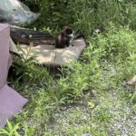Hulk aspetta la famiglia dopo l’alluvione in Texas: il pitbull torna tra i resti della casa