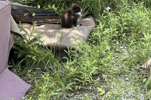 Hulk aspetta la famiglia dopo l’alluvione in Texas: il pitbull torna tra i resti della casa Dopo l’esondazione del Guadalupe River, il cane è rimasto vicino all’abitazione distrutta in attesa dei suoi familiari. Quando le acque del Guadalupe River hanno iniziato a ritirarsi, tra i resti di una casa travolta dall’alluvione è comparso Hulk, un pitbull marrone rimasto senza punti di riferimento dopo il disastro che ha colpito il Texas il 4 luglio. La sua famiglia era scomparsa durante la piena, insieme a una parte dell’abitazione costruita sulla riva del fiume. Il cane è tornato proprio lì, nel luogo che conosceva come casa. Si è sistemato sopra una tavola del pavimento divelta, circondato dai segni lasciati dalla forza dell’acqua, e ha continuato a guardarsi intorno. Non cercava cibo, non tentava di allontanarsi. Sembrava soltanto aspettare. Hulk torna tra le macerie dopo l’alluvione in Texas La scena è stata notata da amici e vicini della famiglia, preoccupati per le condizioni del cane. Hulk era rimasto nello stesso punto anche il giorno successivo, senza muoversi dai resti dell’abitazione. Il timore iniziale era che potesse essere ferito o troppo spaventato per allontanarsi. “Ore dopo che il Guadalupe River era tornato a ritirarsi, un pitbull marrone di nome Hulk, la cui famiglia — e metà della loro casa sulla riva del fiume — era stata travolta dall’alluvione del 4 luglio, è tornato tra i resti della sua abitazione. Si è sistemato sopra una tavola del pavimento divelta, ha sollevato il muso e ha annusato l’aria”. Davanti a quella permanenza così ostinata, amici e vicini hanno deciso di chiedere aiuto a Kerrville Pets Alive, un rifugio locale no-kill. L’obiettivo era verificare che il cane non avesse riportato lesioni e capire come intervenire senza metterlo ulteriormente sotto stress. L’intervento di Kerrville Pets Alive Quando il team veterinario di Kerrville Pets Alive è arrivato sul posto, ha esaminato Hulk e ha escluso ferite evidenti. La situazione, però, era chiara: il cane non era rimasto lì perché impossibilitato a muoversi. Era tornato nel punto in cui aveva vissuto e sembrava attendere il ritorno della sua famiglia. “Il giorno dopo non si era ancora mosso, e amici e vicini hanno contattato Kerrville Pets Alive, un rifugio locale no-kill, preoccupati che il cane potesse essere ferito. Quando il team veterinario del rifugio è arrivato per valutare la situazione, ha scoperto che non era ferito: stava aspettando che la sua famiglia tornasse”. Il comportamento di Hulk racconta il trauma silenzioso che anche gli animali possono vivere dopo una catastrofe. Per lui, i resti della casa non erano semplicemente macerie: erano l’ultimo luogo legato alle persone con cui aveva vissuto. Dopo l’alluvione, mentre proseguono le ricerche e la ricostruzione di quanto accaduto, la sua attesa è diventata una delle immagini più dure di quella tragedia. Un cane rimasto accanto a ciò che restava della sua casa, fermo nello stesso punto, guidato dall’istinto di ritrovare chi aveva perso.