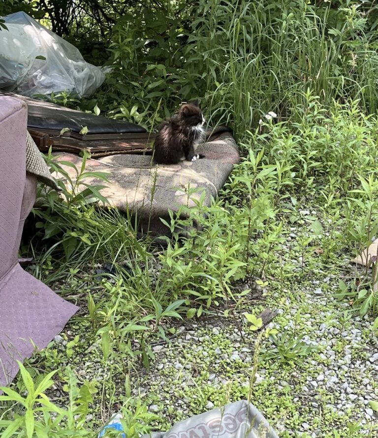 Hulk aspetta la famiglia dopo l’alluvione in Texas: il pitbull torna tra i resti della casa Dopo l’esondazione del Guadalupe River, il cane è rimasto vicino all’abitazione distrutta in attesa dei suoi familiari. Quando le acque del Guadalupe River hanno iniziato a ritirarsi, tra i resti di una casa travolta dall’alluvione è comparso Hulk, un pitbull marrone rimasto senza punti di riferimento dopo il disastro che ha colpito il Texas il 4 luglio. La sua famiglia era scomparsa durante la piena, insieme a una parte dell’abitazione costruita sulla riva del fiume. Il cane è tornato proprio lì, nel luogo che conosceva come casa. Si è sistemato sopra una tavola del pavimento divelta, circondato dai segni lasciati dalla forza dell’acqua, e ha continuato a guardarsi intorno. Non cercava cibo, non tentava di allontanarsi. Sembrava soltanto aspettare. Hulk torna tra le macerie dopo l’alluvione in Texas La scena è stata notata da amici e vicini della famiglia, preoccupati per le condizioni del cane. Hulk era rimasto nello stesso punto anche il giorno successivo, senza muoversi dai resti dell’abitazione. Il timore iniziale era che potesse essere ferito o troppo spaventato per allontanarsi. “Ore dopo che il Guadalupe River era tornato a ritirarsi, un pitbull marrone di nome Hulk, la cui famiglia — e metà della loro casa sulla riva del fiume — era stata travolta dall’alluvione del 4 luglio, è tornato tra i resti della sua abitazione. Si è sistemato sopra una tavola del pavimento divelta, ha sollevato il muso e ha annusato l’aria”. Davanti a quella permanenza così ostinata, amici e vicini hanno deciso di chiedere aiuto a Kerrville Pets Alive, un rifugio locale no-kill. L’obiettivo era verificare che il cane non avesse riportato lesioni e capire come intervenire senza metterlo ulteriormente sotto stress. L’intervento di Kerrville Pets Alive Quando il team veterinario di Kerrville Pets Alive è arrivato sul posto, ha esaminato Hulk e ha escluso ferite evidenti. La situazione, però, era chiara: il cane non era rimasto lì perché impossibilitato a muoversi. Era tornato nel punto in cui aveva vissuto e sembrava attendere il ritorno della sua famiglia. “Il giorno dopo non si era ancora mosso, e amici e vicini hanno contattato Kerrville Pets Alive, un rifugio locale no-kill, preoccupati che il cane potesse essere ferito. Quando il team veterinario del rifugio è arrivato per valutare la situazione, ha scoperto che non era ferito: stava aspettando che la sua famiglia tornasse”. Il comportamento di Hulk racconta il trauma silenzioso che anche gli animali possono vivere dopo una catastrofe. Per lui, i resti della casa non erano semplicemente macerie: erano l’ultimo luogo legato alle persone con cui aveva vissuto. Dopo l’alluvione, mentre proseguono le ricerche e la ricostruzione di quanto accaduto, la sua attesa è diventata una delle immagini più dure di quella tragedia. Un cane rimasto accanto a ciò che restava della sua casa, fermo nello stesso punto, guidato dall’istinto di ritrovare chi aveva perso.