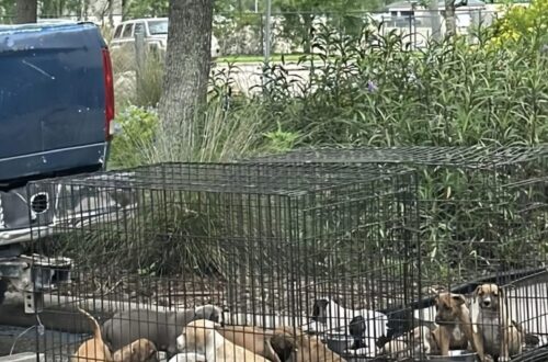Florida, 15 cuccioli abbandonati sotto il sole nel parcheggio di un 7-Eleven: salvati da un uomo I piccoli erano chiusi in cassette senza acqua né cibo. Un uomo li ha notati e ha subito chiesto aiuto. Un pomeriggio segnato dal caldo intenso, nel parcheggio di un 7-Eleven in Florida, ha rischiato di trasformarsi in una tragedia per 15 cuccioli lasciati sotto il sole. A notarli è stato un uomo che si era fermato nell’area del negozio e che, avvicinandosi ad alcune cassette chiuse abbandonate in un angolo, ha scoperto la presenza degli animali. I cuccioli erano molto piccoli, impauriti e assetati. Non avevano acqua né cibo, e le temperature elevate rendevano la situazione ancora più pericolosa. In pochi minuti, quella che sembrava una normale sosta si è trasformata in un intervento di soccorso. Cuccioli abbandonati in Florida, il ritrovamento nel parcheggio L’uomo si è accorto delle cassette lasciate all’aperto e ha deciso di controllare. All’interno c’erano 15 cuccioli di poche settimane, esposti al caldo e senza alcuna protezione. Erano tremanti, disorientati e in evidente difficoltà. Senza perdere tempo, ha cercato aiuto e ha fatto il possibile per dare sollievo agli animali. Ha offerto loro acqua e ha cercato di calmarli nell’attesa dell’arrivo dei soccorritori. Una reazione immediata che ha evitato conseguenze peggiori, considerando l’età dei piccoli e le condizioni in cui erano stati lasciati. Secondo quanto emerso dopo il recupero, i cuccioli avevano soltanto poche settimane di vita. Una fase in cui hanno bisogno di cure costanti, alimentazione adeguata e un ambiente sicuro. Lasciarli chiusi in cassette, sotto il sole, avrebbe potuto mettere seriamente a rischio la loro sopravvivenza. Il salvataggio e l’affido dei 15 cuccioli Dopo il primo intervento dell’uomo, i cuccioli sono stati presi in carico dai soccorritori. Sono stati messi al sicuro, controllati e affidati a famiglie temporanee, dove stanno ricevendo le attenzioni necessarie per recuperare forze e serenità. Il loro percorso non è ancora concluso, ma le condizioni sono migliorate. Dopo la paura iniziale e il rischio corso nel parcheggio, i piccoli stanno tornando lentamente a una vita normale, circondati da persone in grado di seguirli. Il gesto dell’uomo che li ha trovati è stato decisivo. Fermarsi, controllare quelle cassette e chiedere aiuto ha permesso di salvare 15 vite. In una giornata di caldo soffocante, la sua attenzione ha fatto la differenza tra l’abbandono e una nuova possibilità.
