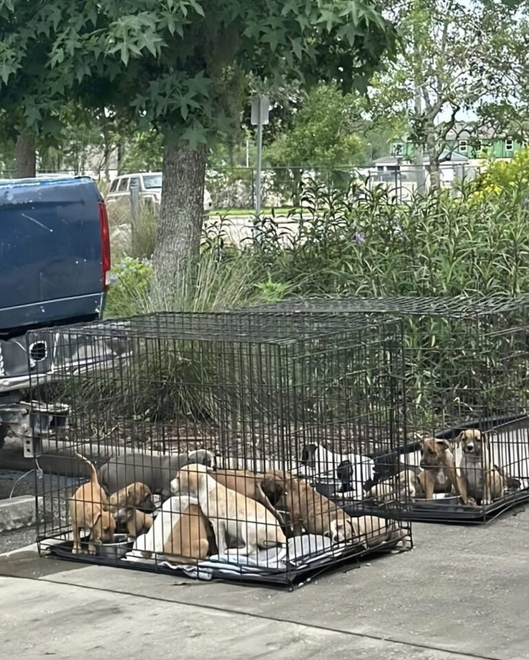 Florida, 15 cuccioli abbandonati sotto il sole nel parcheggio di un 7-Eleven: salvati da un uomo I piccoli erano chiusi in cassette senza acqua né cibo. Un uomo li ha notati e ha subito chiesto aiuto. Un pomeriggio segnato dal caldo intenso, nel parcheggio di un 7-Eleven in Florida, ha rischiato di trasformarsi in una tragedia per 15 cuccioli lasciati sotto il sole. A notarli è stato un uomo che si era fermato nell’area del negozio e che, avvicinandosi ad alcune cassette chiuse abbandonate in un angolo, ha scoperto la presenza degli animali. I cuccioli erano molto piccoli, impauriti e assetati. Non avevano acqua né cibo, e le temperature elevate rendevano la situazione ancora più pericolosa. In pochi minuti, quella che sembrava una normale sosta si è trasformata in un intervento di soccorso. Cuccioli abbandonati in Florida, il ritrovamento nel parcheggio L’uomo si è accorto delle cassette lasciate all’aperto e ha deciso di controllare. All’interno c’erano 15 cuccioli di poche settimane, esposti al caldo e senza alcuna protezione. Erano tremanti, disorientati e in evidente difficoltà. Senza perdere tempo, ha cercato aiuto e ha fatto il possibile per dare sollievo agli animali. Ha offerto loro acqua e ha cercato di calmarli nell’attesa dell’arrivo dei soccorritori. Una reazione immediata che ha evitato conseguenze peggiori, considerando l’età dei piccoli e le condizioni in cui erano stati lasciati. Secondo quanto emerso dopo il recupero, i cuccioli avevano soltanto poche settimane di vita. Una fase in cui hanno bisogno di cure costanti, alimentazione adeguata e un ambiente sicuro. Lasciarli chiusi in cassette, sotto il sole, avrebbe potuto mettere seriamente a rischio la loro sopravvivenza. Il salvataggio e l’affido dei 15 cuccioli Dopo il primo intervento dell’uomo, i cuccioli sono stati presi in carico dai soccorritori. Sono stati messi al sicuro, controllati e affidati a famiglie temporanee, dove stanno ricevendo le attenzioni necessarie per recuperare forze e serenità. Il loro percorso non è ancora concluso, ma le condizioni sono migliorate. Dopo la paura iniziale e il rischio corso nel parcheggio, i piccoli stanno tornando lentamente a una vita normale, circondati da persone in grado di seguirli. Il gesto dell’uomo che li ha trovati è stato decisivo. Fermarsi, controllare quelle cassette e chiedere aiuto ha permesso di salvare 15 vite. In una giornata di caldo soffocante, la sua attenzione ha fatto la differenza tra l’abbandono e una nuova possibilità.