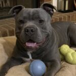 Bo resta con la donna che lo aveva accolto: il Pitbull salvato da un passato difficile trova casa per sempre