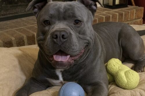 Bo resta con la donna che lo aveva accolto: il Pitbull salvato da un passato difficile trova casa per sempre Doveva essere un affido temporaneo, ma il legame nato con Bo ha cambiato il destino del cane e della sua nuova famiglia. Doveva restare solo il tempo necessario per rimettersi in piedi. Invece Bo, un Pitbull salvato dopo un passato complicato, non se ne andrà più dalla casa in cui era arrivato come cane in affido. La donna che lo aveva accolto ha raccontato di aver capito, giorno dopo giorno, che quella sistemazione provvisoria era diventata qualcosa di diverso. All’inizio non immaginava di poter adottare un cane con un vissuto così pesante. Se qualcuno, un anno prima, le avesse chiesto se avrebbe portato in casa un Pitbull segnato dalla paura e dalla diffidenza, la risposta sarebbe stata netta: "Non c’è modo." Poi è arrivato Bo, con le sue fragilità, le sue etichette e il bisogno di imparare di nuovo a fidarsi. ## Il Pitbull Bo e l’arrivo in affido Quando è entrato nella nuova casa, Bo era spaventato e chiuso. Portava con sé definizioni difficili da scrollarsi di dosso: “ansioso,” “reattivo,” addirittura “rischio morso.” Parole che spesso finiscono per pesare più della storia reale di un animale, soprattutto quando alle spalle ci sono esperienze dolorose. Il compito della donna era chiaro: offrirgli stabilità, aiutarlo a recuperare sicurezza e prepararlo a una futura adozione. Un percorso di pazienza, routine e piccoli passi. La prima svolta, però, è arrivata quasi subito. La prima notte Bo si è rannicchiato accanto a lei e ha fatto quel respiro profondo che, nelle sue parole, sembrava dire: "Ora sono al sicuro". Da quel momento qualcosa è cambiato. Non c’è stata una decisione improvvisa, ma una consapevolezza cresciuta lentamente. ## La scelta di tenerlo per sempre Con il passare delle settimane, Bo ha iniziato a lasciarsi andare. Ha imparato gli orari della casa, ha riconosciuto i gesti quotidiani, ha capito che l’affetto non doveva più fare paura. Quel cane descritto come difficile ha mostrato un carattere diverso: presente, dolce, protettivo. La donna racconta che Bo è diventato la sua ombra, il suo compagno costante, un “gigante coccolone” capace di cambiare l’atmosfera della casa. Il percorso di affido, nato con l’idea di accompagnarlo verso un’altra famiglia, si è trasformato così in un’adozione definitiva. Lei stessa ha definito la vicenda con ironia, dicendo di essere una "fallita" come famiglia affidataria. Un modo per ammettere che il distacco, semplicemente, non era più possibile. Bo aveva scelto lei, e lei ha scelto lui. ## Una casa definitiva dopo la paura La storia di Bo mostra quanto possa cambiare il destino di un animale quando trova un ambiente stabile e persone disposte a rispettarne i tempi. Non tutti i cani con un passato difficile reagiscono allo stesso modo, ma nel suo caso la fiducia è tornata attraverso gesti semplici e ripetuti. Ora Bo resta nella casa che avrebbe dovuto essere solo una tappa. La sua nuova famiglia non lo considera più un ospite temporaneo, ma parte della vita quotidiana. Dopo paura, diffidenza e attese, per lui è arrivata una sistemazione definitiva. “Benvenuto a casa, Bo. Non andrai da nessuna parte.”