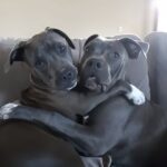 Rocco e Diesel salvati insieme: i due cani inseparabili trovano casa dopo la paura