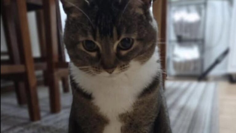 Accolto in casa, nutrito e protetto, continua a fare i conti con il passato. La fiducia cresce poco alla volta.