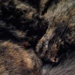 Olive ritrovata dopo tre mesi: la gattina scomparsa corre verso la famiglia vicino ai cassonetti