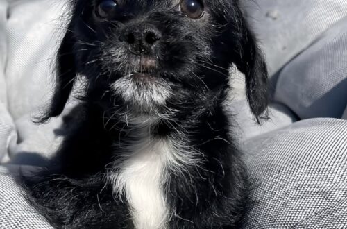 Il cane è rimasto vicino alla strada dopo la partenza dei proprietari. Una soccorritrice lo ha trovato e portato al sicuro.