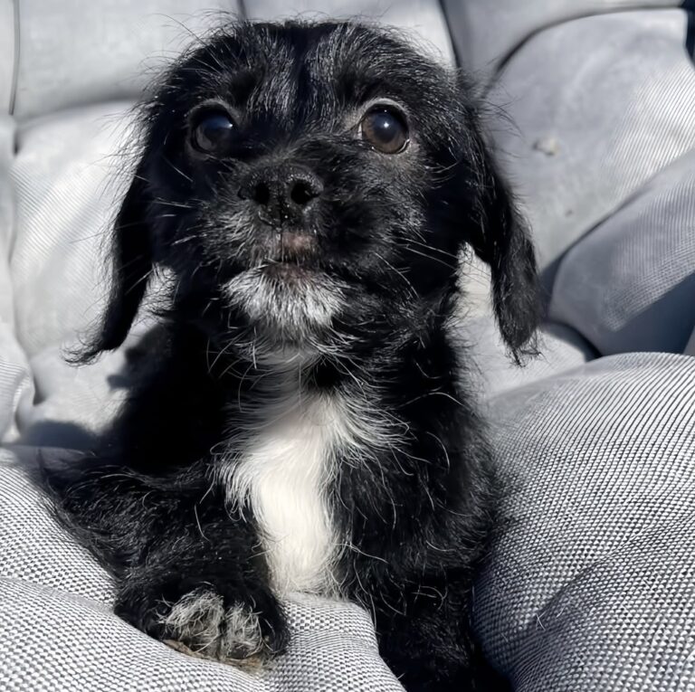 Il cane è rimasto vicino alla strada dopo la partenza dei proprietari. Una soccorritrice lo ha trovato e portato al sicuro.
