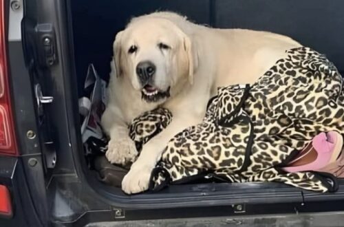Cane anziano abbandonato con 37 gradi, una famiglia lo accoglie e gli promette amore fino alla fine Un cane anziano lasciato con il caldo estremo è stato accolto da una famiglia decisa a garantirgli cura, protezione e affetto. Un cane ormai avanti con l’età, lasciato solo mentre la temperatura segnava 37 gradi, ha trovato una nuova casa e persone pronte a occuparsi di lui nel periodo più delicato della sua vita. La vicenda è stata raccontata da chi ha deciso di accoglierlo, trasformando un episodio di abbandono in una scelta concreta di responsabilità. L’uomo che lo ha preso con sé non ha nascosto l’amarezza per quanto accaduto. Di fronte alle condizioni in cui l’animale sarebbe stato lasciato, ha espresso dolore e incredulità: « Mi addolora profondamente pensare che qualcuno possa abbandonare un animale anziano con 37 gradi. Come si può arrivare a fare una cosa del genere… ». Parole semplici, ma sufficienti a descrivere il peso di una decisione difficile da comprendere: lasciare un animale anziano, fragile e bisognoso di attenzioni, proprio durante una giornata segnata dal caldo intenso. Cane anziano abbandonato con il caldo: la nuova vita in famiglia Il cane è entrato da poco nella sua nuova casa. Ad accoglierlo sono stati un uomo, sua moglie e i loro figli, che hanno scelto di garantirgli presenza e cure per tutto il tempo che gli resta. Non si tratta soltanto di offrirgli un tetto, ma di accompagnarlo con attenzione in una fase della vita in cui ogni gesto può fare la differenza. La famiglia ha raccontato di avergli fatto una promessa precisa: restargli accanto fino alla fine. Un impegno che riguarda la salute, il benessere quotidiano e soprattutto la possibilità di farlo sentire finalmente al sicuro. “Questo nonnino è entrato da poco nella nostra famiglia. Mia moglie, i miei figli e io gli abbiamo promesso che gli staremo accanto fino alla fine e che faremo tutto il possibile perché si senta amato e al meglio, per tutto il tempo che gli resta”. Il termine “nonnino” restituisce l’immagine di un animale anziano, probabilmente stanco, con necessità diverse rispetto a quelle di un cane giovane. Un cane che non ha bisogno di grandi cose, ma di stabilità, riposo, cure veterinarie se necessarie e una presenza costante. La promessa della famiglia: “Non tutte le persone sono uguali” Nel racconto emerge anche una riflessione netta: “Non tutte le persone sono uguali”. Una frase che chiude il pensiero della famiglia e segna la distanza tra chi abbandona e chi sceglie di prendersi cura. L’abbandono di un animale anziano è una delle forme più dure di rinuncia, perché riguarda un essere vivente che spesso ha condiviso anni di vita domestica e che, proprio nella vecchiaia, avrebbe maggiore bisogno di protezione. Le alte temperature rendono tutto ancora più grave: caldo, disidratazione e stress possono diventare rapidamente un rischio per un cane fragile. La nuova famiglia, invece, ha deciso di assumersi un impegno pieno. Nessuna promessa generica, ma una scelta quotidiana: accompagnarlo, proteggerlo, farlo vivere nel modo più sereno possibile. Per lui, dopo l’abbandono, è iniziata una nuova fase fatta di presenza e attenzioni.