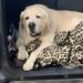 Cane anziano abbandonato con 37 gradi, una famiglia lo accoglie e gli promette amore fino alla fine Un cane anziano lasciato con il caldo estremo è stato accolto da una famiglia decisa a garantirgli cura, protezione e affetto. Un cane ormai avanti con l’età, lasciato solo mentre la temperatura segnava 37 gradi, ha trovato una nuova casa e persone pronte a occuparsi di lui nel periodo più delicato della sua vita. La vicenda è stata raccontata da chi ha deciso di accoglierlo, trasformando un episodio di abbandono in una scelta concreta di responsabilità. L’uomo che lo ha preso con sé non ha nascosto l’amarezza per quanto accaduto. Di fronte alle condizioni in cui l’animale sarebbe stato lasciato, ha espresso dolore e incredulità: « Mi addolora profondamente pensare che qualcuno possa abbandonare un animale anziano con 37 gradi. Come si può arrivare a fare una cosa del genere… ». Parole semplici, ma sufficienti a descrivere il peso di una decisione difficile da comprendere: lasciare un animale anziano, fragile e bisognoso di attenzioni, proprio durante una giornata segnata dal caldo intenso. Cane anziano abbandonato con il caldo: la nuova vita in famiglia Il cane è entrato da poco nella sua nuova casa. Ad accoglierlo sono stati un uomo, sua moglie e i loro figli, che hanno scelto di garantirgli presenza e cure per tutto il tempo che gli resta. Non si tratta soltanto di offrirgli un tetto, ma di accompagnarlo con attenzione in una fase della vita in cui ogni gesto può fare la differenza. La famiglia ha raccontato di avergli fatto una promessa precisa: restargli accanto fino alla fine. Un impegno che riguarda la salute, il benessere quotidiano e soprattutto la possibilità di farlo sentire finalmente al sicuro. “Questo nonnino è entrato da poco nella nostra famiglia. Mia moglie, i miei figli e io gli abbiamo promesso che gli staremo accanto fino alla fine e che faremo tutto il possibile perché si senta amato e al meglio, per tutto il tempo che gli resta”. Il termine “nonnino” restituisce l’immagine di un animale anziano, probabilmente stanco, con necessità diverse rispetto a quelle di un cane giovane. Un cane che non ha bisogno di grandi cose, ma di stabilità, riposo, cure veterinarie se necessarie e una presenza costante. La promessa della famiglia: “Non tutte le persone sono uguali” Nel racconto emerge anche una riflessione netta: “Non tutte le persone sono uguali”. Una frase che chiude il pensiero della famiglia e segna la distanza tra chi abbandona e chi sceglie di prendersi cura. L’abbandono di un animale anziano è una delle forme più dure di rinuncia, perché riguarda un essere vivente che spesso ha condiviso anni di vita domestica e che, proprio nella vecchiaia, avrebbe maggiore bisogno di protezione. Le alte temperature rendono tutto ancora più grave: caldo, disidratazione e stress possono diventare rapidamente un rischio per un cane fragile. La nuova famiglia, invece, ha deciso di assumersi un impegno pieno. Nessuna promessa generica, ma una scelta quotidiana: accompagnarlo, proteggerlo, farlo vivere nel modo più sereno possibile. Per lui, dopo l’abbandono, è iniziata una nuova fase fatta di presenza e attenzioni.