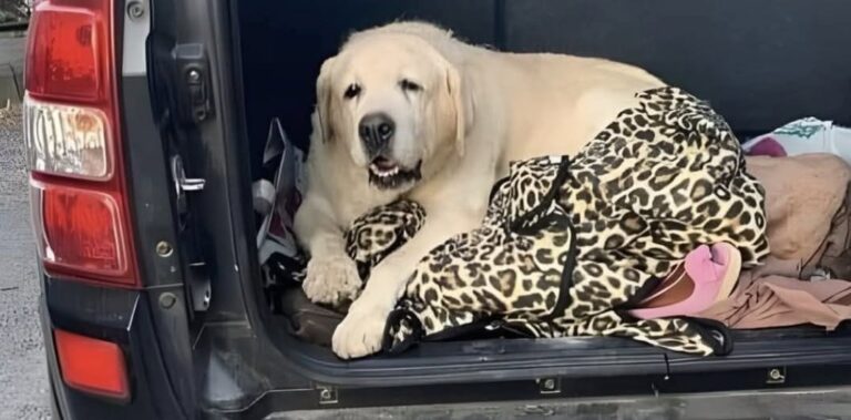 Cane anziano abbandonato con 37 gradi, una famiglia lo accoglie e gli promette amore fino alla fine Un cane anziano lasciato con il caldo estremo è stato accolto da una famiglia decisa a garantirgli cura, protezione e affetto. Un cane ormai avanti con l’età, lasciato solo mentre la temperatura segnava 37 gradi, ha trovato una nuova casa e persone pronte a occuparsi di lui nel periodo più delicato della sua vita. La vicenda è stata raccontata da chi ha deciso di accoglierlo, trasformando un episodio di abbandono in una scelta concreta di responsabilità. L’uomo che lo ha preso con sé non ha nascosto l’amarezza per quanto accaduto. Di fronte alle condizioni in cui l’animale sarebbe stato lasciato, ha espresso dolore e incredulità: « Mi addolora profondamente pensare che qualcuno possa abbandonare un animale anziano con 37 gradi. Come si può arrivare a fare una cosa del genere… ». Parole semplici, ma sufficienti a descrivere il peso di una decisione difficile da comprendere: lasciare un animale anziano, fragile e bisognoso di attenzioni, proprio durante una giornata segnata dal caldo intenso. Cane anziano abbandonato con il caldo: la nuova vita in famiglia Il cane è entrato da poco nella sua nuova casa. Ad accoglierlo sono stati un uomo, sua moglie e i loro figli, che hanno scelto di garantirgli presenza e cure per tutto il tempo che gli resta. Non si tratta soltanto di offrirgli un tetto, ma di accompagnarlo con attenzione in una fase della vita in cui ogni gesto può fare la differenza. La famiglia ha raccontato di avergli fatto una promessa precisa: restargli accanto fino alla fine. Un impegno che riguarda la salute, il benessere quotidiano e soprattutto la possibilità di farlo sentire finalmente al sicuro. “Questo nonnino è entrato da poco nella nostra famiglia. Mia moglie, i miei figli e io gli abbiamo promesso che gli staremo accanto fino alla fine e che faremo tutto il possibile perché si senta amato e al meglio, per tutto il tempo che gli resta”. Il termine “nonnino” restituisce l’immagine di un animale anziano, probabilmente stanco, con necessità diverse rispetto a quelle di un cane giovane. Un cane che non ha bisogno di grandi cose, ma di stabilità, riposo, cure veterinarie se necessarie e una presenza costante. La promessa della famiglia: “Non tutte le persone sono uguali” Nel racconto emerge anche una riflessione netta: “Non tutte le persone sono uguali”. Una frase che chiude il pensiero della famiglia e segna la distanza tra chi abbandona e chi sceglie di prendersi cura. L’abbandono di un animale anziano è una delle forme più dure di rinuncia, perché riguarda un essere vivente che spesso ha condiviso anni di vita domestica e che, proprio nella vecchiaia, avrebbe maggiore bisogno di protezione. Le alte temperature rendono tutto ancora più grave: caldo, disidratazione e stress possono diventare rapidamente un rischio per un cane fragile. La nuova famiglia, invece, ha deciso di assumersi un impegno pieno. Nessuna promessa generica, ma una scelta quotidiana: accompagnarlo, proteggerlo, farlo vivere nel modo più sereno possibile. Per lui, dopo l’abbandono, è iniziata una nuova fase fatta di presenza e attenzioni.