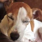 Jack Russell cade in piscina, la moglie si tuffa nell’acqua gelida e la salva