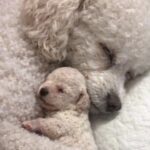 Perle diventa mamma per la prima volta e protegge il cucciolo più fragile