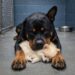 Titan ha protetto Luna dopo l’abbandono in una casa pignorata: il rifugio ha poi scelto di non separarli più. Quando i soccorritori sono entrati nella casa pignorata a Detroit, hanno trovato due cani allo stremo. Titan, un Rottweiler di quasi 50 chili, era disteso in un angolo, magrissimo e troppo debole per alzarsi. Accanto a lui, protetta tra le sue zampe, c’era Luna, una Pomerania anziana di appena 2 chili, sorda e quasi cieca. Secondo quanto ricostruito, i due erano rimasti chiusi nell’abitazione per quasi tre settimane, senza cibo né acqua a disposizione. I precedenti proprietari se ne erano andati lasciandoli dentro. In quel periodo, Titan avrebbe continuato a proteggere Luna, tenendola vicino a sé e lasciandole l’acqua piovana che filtrava dal soffitto. Titan e Luna trovati in una casa pignorata La scena raccontava una convivenza costruita sulla dipendenza reciproca. Titan portava sul corpo i segni di una vita difficile: un orecchio mancante, cicatrici sul muso, una stazza capace di intimidire chi non conosceva la sua storia. Luna, invece, era fragile, anziana e con gravi difficoltà sensoriali. Eppure, proprio il cane più grande era diventato il punto di riferimento della più piccola. Quando sono arrivati al rifugio, gli operatori hanno provato inizialmente a separarli, seguendo le normali procedure interne. «È la procedura» dissero. «I cani grandi non possono stare con i cani piccoli.» La separazione, però, ha avuto un effetto immediato. Titan ha smesso di reagire, restando immobile sul pavimento del box. Luna, disorientata, si muoveva in cerchio cercando il compagno che per anni era stato il suo riferimento. Il rifugio decide di non separarli Un volontario, vedendo la reazione dei due cani, ha chiesto di rivedere la decisione. «Questo è sbagliato» disse al direttore. «Rimetteteli insieme. Subito.» Quando i box sono stati aperti, Titan ha raggiunto Luna, l’ha annusata e si è sdraiato vicino a lei. La piccola Pomerania si è sistemata sul suo collo e si è addormentata. Da quel momento, il rifugio ha stabilito una regola chiara per loro: i due cani non sarebbero più stati separati. Il problema, però, è diventato trovare qualcuno disposto ad adottarli entrambi. Alcune persone erano interessate solo a Luna, giudicando Titan troppo imponente. Altre cercavano un cane grande, ma non volevano prendersi cura di una Pomerania anziana, sorda e quasi cieca. «Vorrei quella piccola e tenera, ma non quel Rottweiler spaventoso.» «Mi serve un cane da guardia, ma che me ne faccio di una vecchia Pomerania sorda?» L’adozione di Elena La svolta è arrivata con Elena, un’infermiera in pensione di 69 anni. Viveva sola dopo la morte del marito, con cui aveva condiviso quarant’anni di matrimonio. Davanti a Titan e Luna, non si è fermata alle cicatrici, all’età o alle difficoltà. Disse solo: «Si sono salvati quando nessuno li voleva. Questo è l’amore che riconosco.» Poi firmò per entrambi. Oggi Titan dorme su un letto ortopedico accanto alla poltrona di Elena, mentre Luna riposa sopra di lui. Al mattino il Rottweiler cammina lentamente, permettendo alla piccola di seguirlo. La sera, Elena li saluta con una frase diventata parte della loro nuova routine: «Grazie per avermi scelta.» Il cane che molti avevano giudicato spaventoso è diventato un compagno dolce e protettivo. Luna, nonostante l’età e le sue difficoltà, resta parte essenziale di quella piccola squadra domestica. Dopo l’abbandono, la fame e la paura, hanno trovato qualcuno disposto ad accoglierli insieme.