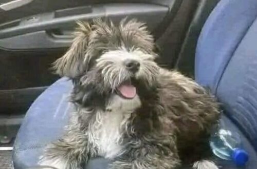 Dopo giorni di ricerche senza esito, il cane trovato davanti a un supermercato è stato registrato e accolto in una nuova famiglia.