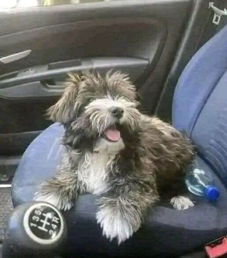 Dopo giorni di ricerche senza esito, il cane trovato davanti a un supermercato è stato registrato e accolto in una nuova famiglia.