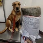 Cane lasciato al rifugio con cuccia e giochi trova una nuova famiglia dopo giorni di attesa