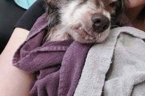 Scobie salvato dopo anni di maltrattamenti: pesava 8 chili e aveva perso tutto il pelo Dopo una vita tra fame, violenze e abbandono, Scobie è stato soccorso e ora prova a ricostruire la sua vita in una nuova casa. Per anni Scobie ha conosciuto soltanto fame, paura e sofferenza. Il cane, che secondo le prime valutazioni avrebbe circa 8 o 9 anni, è stato trovato in condizioni gravi dopo una vita segnata da maltrattamenti continui, scarsa alimentazione e totale mancanza di cure. Viveva in un ambiente degradato, tra sporcizia e odori insopportabili, dopo aver perso anche i suoi compagni di vita più vicini. La sua storia è stata raccontata come una testimonianza diretta, con parole che restituiscono la durezza di ciò che avrebbe subito: “Mi chiamo Scobie. Credo di avere 8 o 9 anni. Per tutta la vita sono stato maltrattato: mi davano appena da mangiare, venivo picchiato e umiliato ogni giorno, e l’inferno era diventato la mia normalità”. Accanto a lui vivevano anche un fratello e una sorella, ma per loro i soccorsi sono arrivati troppo tardi. Sono stati trovati senza vita vicino all’abitazione. Scobie, invece, era ancora lì, provato nel corpo e nello spirito, ma vivo. Scobie salvato da un ambiente di degrado Quando è stato soccorso, Scobie era in condizioni estremamente precarie. Il suo corpo portava i segni evidenti dell’abbandono: parassiti, denutrizione, perdita del pelo e una fragilità che raccontava più di molte parole. “Il mio piccolo corpo era pieno di parassiti, al punto che ho perso tutto il pelo…”, si legge nel racconto. La liberazione da quel contesto ha rappresentato per lui il primo vero passaggio verso una vita diversa. Non è stato possibile salvare anche il fratello e la sorella, una perdita che resta sullo sfondo della vicenda e rende ancora più amaro il quadro complessivo. “Per fortuna qualcuno è venuto a salvarmi, permettendomi finalmente di scappare da quell’incubo — anche se, purtroppo, senza i miei fratelli e la mia sorella”. La lenta ripresa e la nuova casa Oggi Scobie sta cercando di recuperare le forze. Pesa 8 chili e sta lentamente riprendendo peso, seguito passo dopo passo in un percorso che richiede tempo, cure e pazienza. Dopo anni di privazioni, ogni piccolo miglioramento diventa un segnale importante. La svolta più significativa è arrivata con l’ingresso in una nuova casa. Per Scobie significa poter conoscere finalmente attenzioni quotidiane, cibo regolare, protezione e affetto. Una normalità semplice, ma per lui mai scontata. “Oggi sto riprendendo peso: peso 8 kg e mi sto rimettendo lentamente, passo dopo passo. Posso tornare a vivere. Ho trovato una nuova casa e tanto amore”. Il suo percorso resta delicato, ma la direzione è cambiata. Dopo una vita trascorsa in condizioni durissime, Scobie ha davanti una possibilità concreta: restare al sicuro e vivere il tempo che gli resta circondato da cure. La speranza è racchiusa nell’ultima frase del suo racconto: “Prego che il destino mi aiuti a restarci a lungo”.