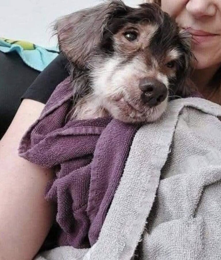 Scobie salvato dopo anni di maltrattamenti: pesava 8 chili e aveva perso tutto il pelo Dopo una vita tra fame, violenze e abbandono, Scobie è stato soccorso e ora prova a ricostruire la sua vita in una nuova casa. Per anni Scobie ha conosciuto soltanto fame, paura e sofferenza. Il cane, che secondo le prime valutazioni avrebbe circa 8 o 9 anni, è stato trovato in condizioni gravi dopo una vita segnata da maltrattamenti continui, scarsa alimentazione e totale mancanza di cure. Viveva in un ambiente degradato, tra sporcizia e odori insopportabili, dopo aver perso anche i suoi compagni di vita più vicini. La sua storia è stata raccontata come una testimonianza diretta, con parole che restituiscono la durezza di ciò che avrebbe subito: “Mi chiamo Scobie. Credo di avere 8 o 9 anni. Per tutta la vita sono stato maltrattato: mi davano appena da mangiare, venivo picchiato e umiliato ogni giorno, e l’inferno era diventato la mia normalità”. Accanto a lui vivevano anche un fratello e una sorella, ma per loro i soccorsi sono arrivati troppo tardi. Sono stati trovati senza vita vicino all’abitazione. Scobie, invece, era ancora lì, provato nel corpo e nello spirito, ma vivo. Scobie salvato da un ambiente di degrado Quando è stato soccorso, Scobie era in condizioni estremamente precarie. Il suo corpo portava i segni evidenti dell’abbandono: parassiti, denutrizione, perdita del pelo e una fragilità che raccontava più di molte parole. “Il mio piccolo corpo era pieno di parassiti, al punto che ho perso tutto il pelo…”, si legge nel racconto. La liberazione da quel contesto ha rappresentato per lui il primo vero passaggio verso una vita diversa. Non è stato possibile salvare anche il fratello e la sorella, una perdita che resta sullo sfondo della vicenda e rende ancora più amaro il quadro complessivo. “Per fortuna qualcuno è venuto a salvarmi, permettendomi finalmente di scappare da quell’incubo — anche se, purtroppo, senza i miei fratelli e la mia sorella”. La lenta ripresa e la nuova casa Oggi Scobie sta cercando di recuperare le forze. Pesa 8 chili e sta lentamente riprendendo peso, seguito passo dopo passo in un percorso che richiede tempo, cure e pazienza. Dopo anni di privazioni, ogni piccolo miglioramento diventa un segnale importante. La svolta più significativa è arrivata con l’ingresso in una nuova casa. Per Scobie significa poter conoscere finalmente attenzioni quotidiane, cibo regolare, protezione e affetto. Una normalità semplice, ma per lui mai scontata. “Oggi sto riprendendo peso: peso 8 kg e mi sto rimettendo lentamente, passo dopo passo. Posso tornare a vivere. Ho trovato una nuova casa e tanto amore”. Il suo percorso resta delicato, ma la direzione è cambiata. Dopo una vita trascorsa in condizioni durissime, Scobie ha davanti una possibilità concreta: restare al sicuro e vivere il tempo che gli resta circondato da cure. La speranza è racchiusa nell’ultima frase del suo racconto: “Prego che il destino mi aiuti a restarci a lungo”.