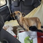 Cucciolo trovato sul ciglio della strada: era solo, denutrito e troppo debole per camminare