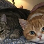 Milo e Theo, fratelli anziani rimasti cinque mesi in rifugio, adottati insieme da un uomo solo