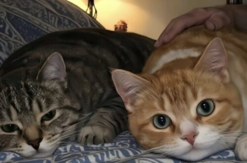 Due gatti di sette anni, inseparabili dopo la malattia del proprietario, hanno trovato casa con un uomo rimasto vedovo.