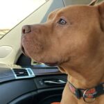 Pitbull adottato dopo la perdita di Diesel: il vecchio collare diventa il segno di un nuovo inizio