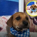 Canelito Jr. resta solo nel giorno dell’adozione, il cucciolo torna in rifugio senza famiglia