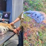 Cagna incinta trovata ferita nell’erba, i volontari arrivano quando è ormai troppo tardi